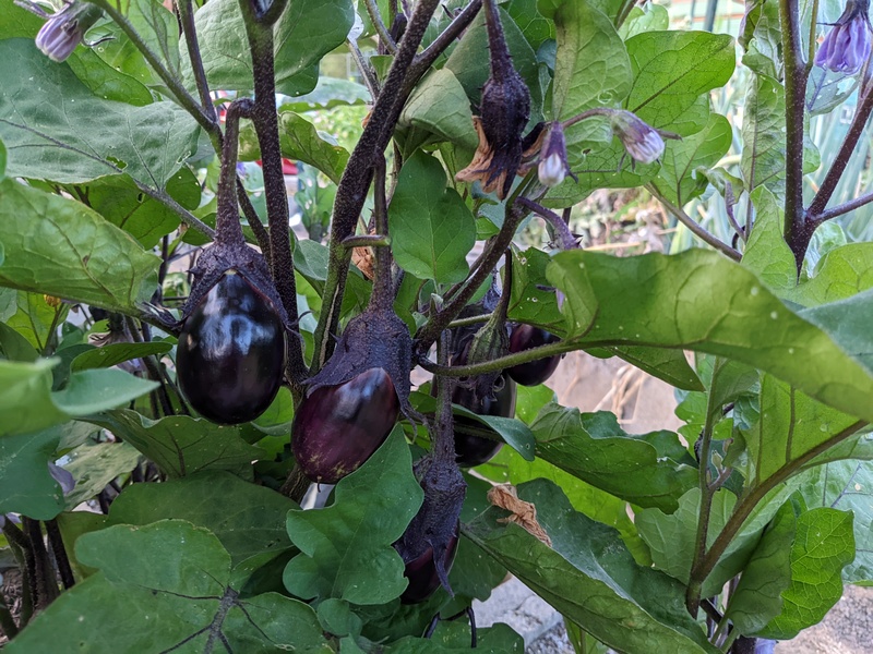 Eggplant