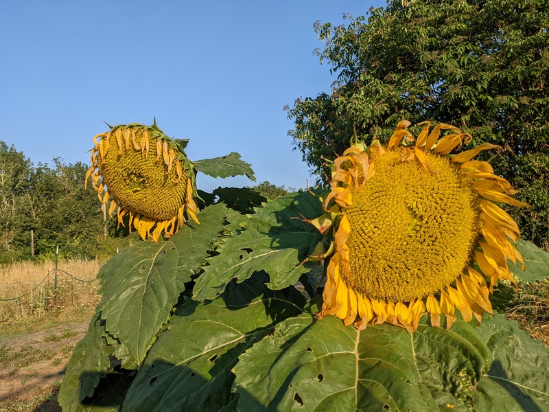 Sunflowers