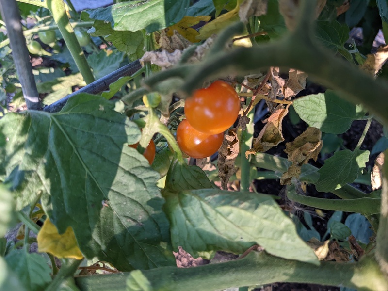 Sungold cherry tomatoes