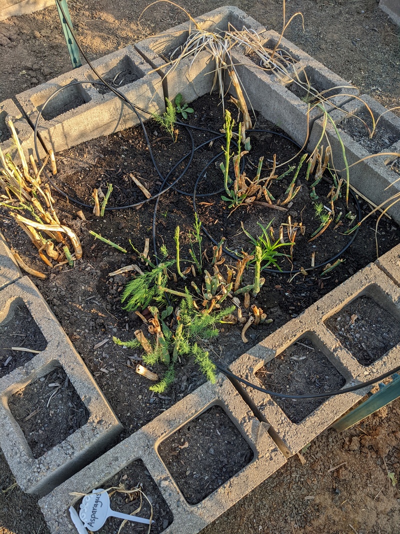 Asparagus keeps coming up.