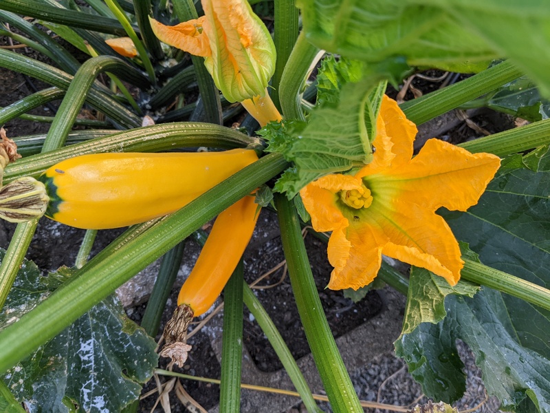 Yellow zucchini