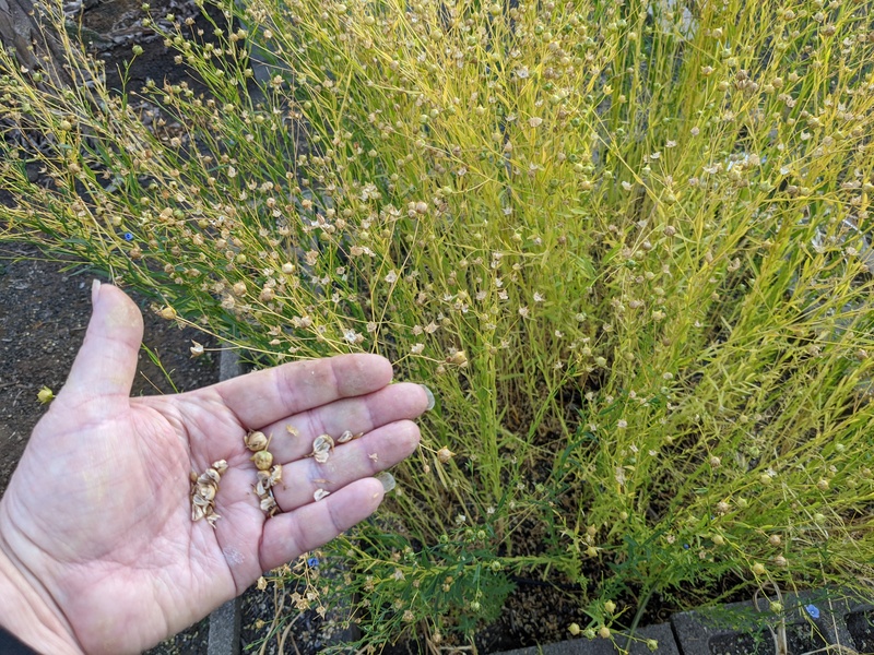 Flax is spreading seeds all over.