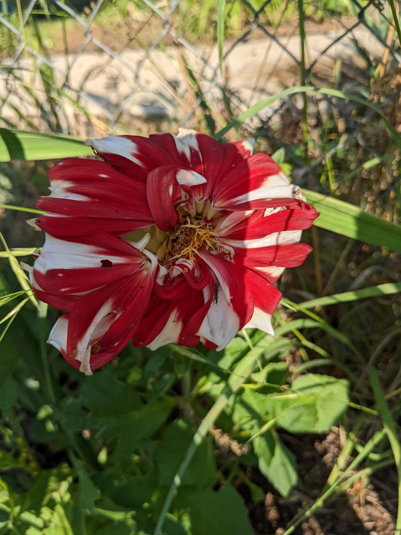 Dahlia