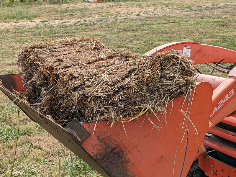 Decomposing straw.