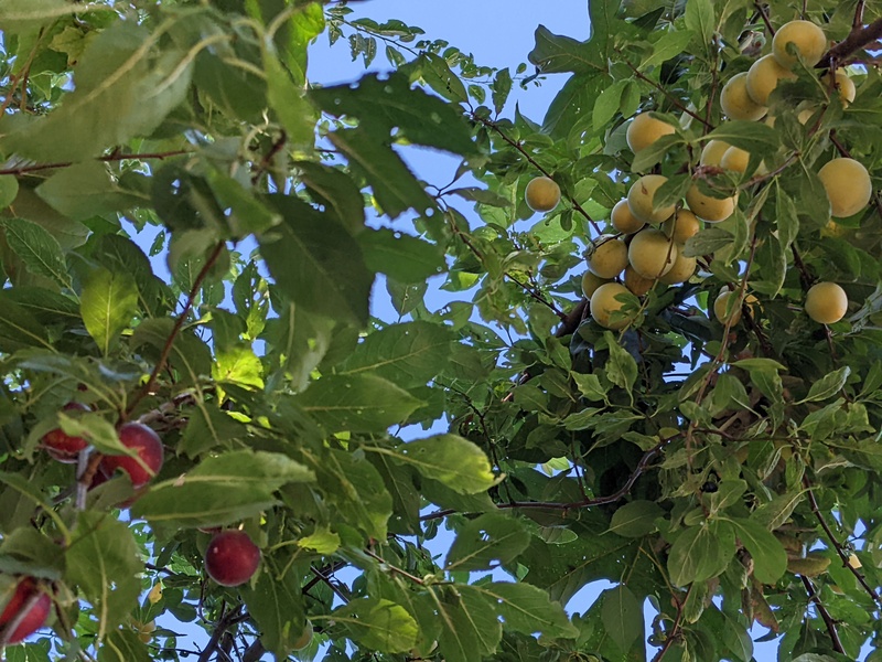 Two colors of plums on the same tree and branches. How does that happen?