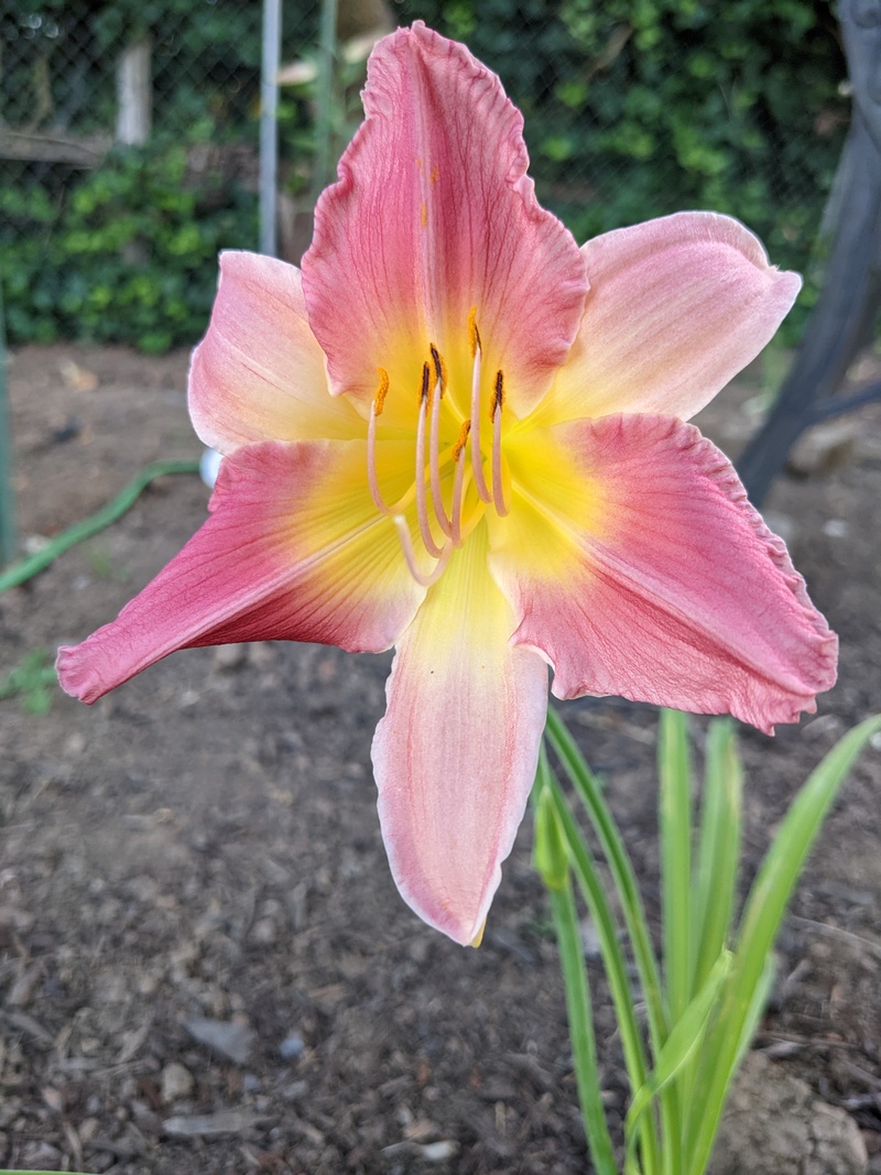 Daylily