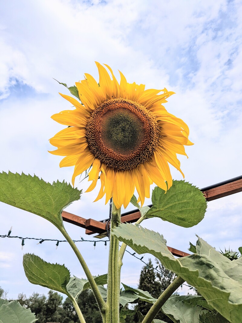 Mammoth Sunflower