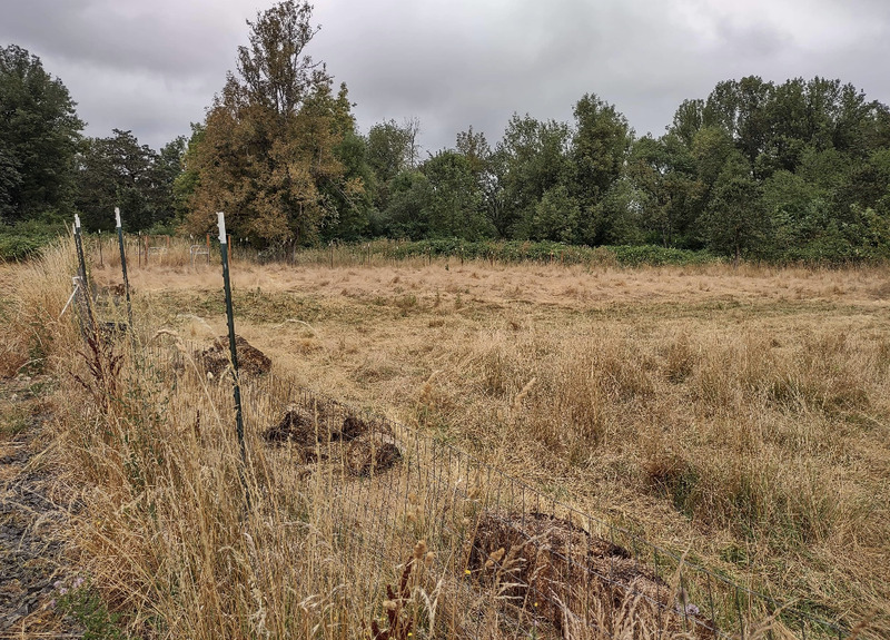 The middle pasture after Joseph mowed it for the sheep.