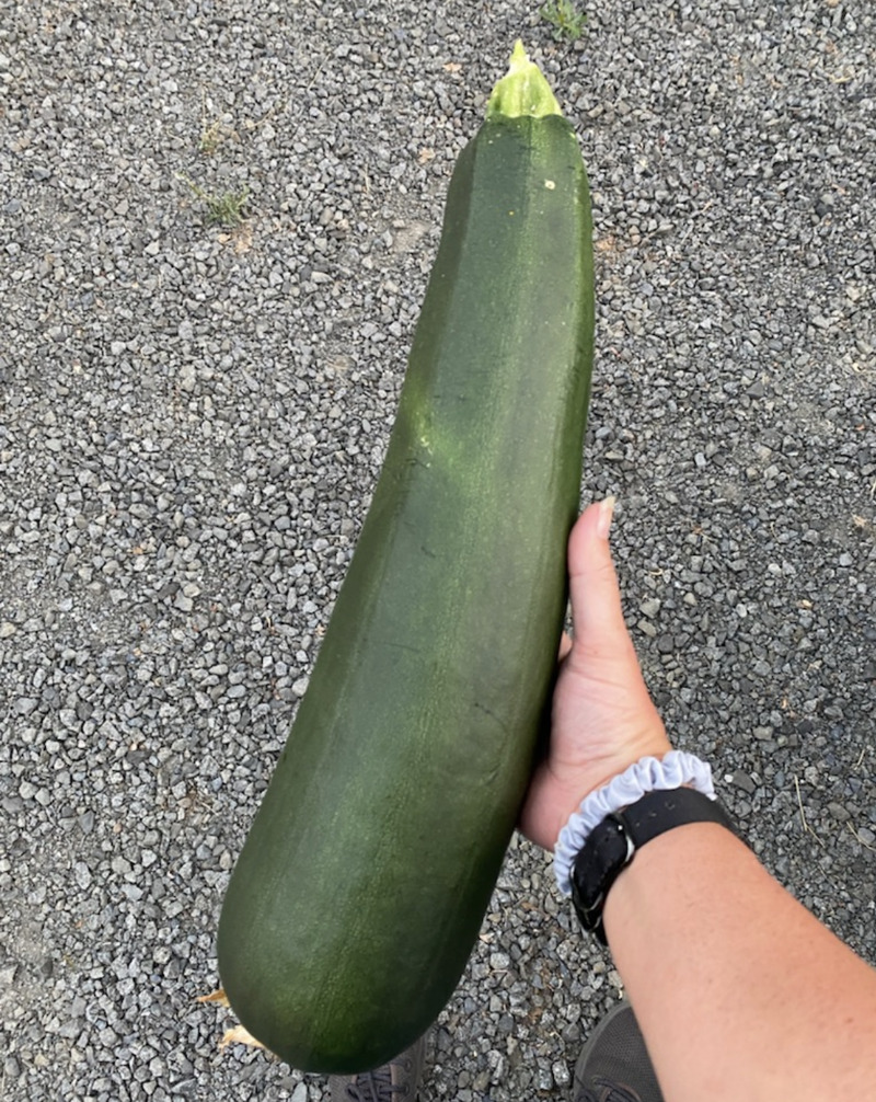 Laura Walker Harvested a big zucchini.