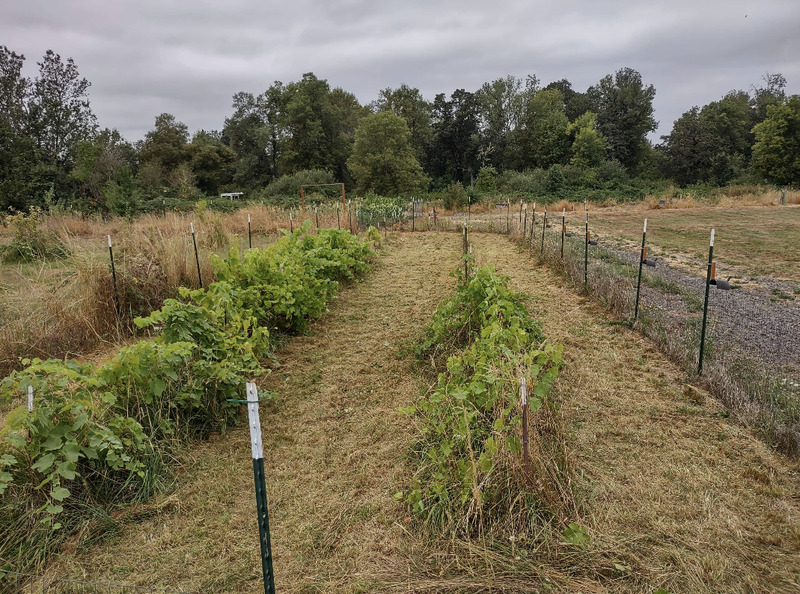 Joseph mowed in the vineyard