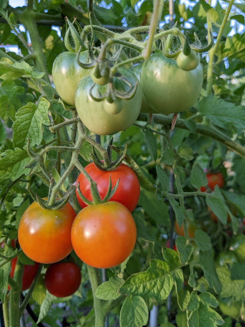 Red cherry tomatoes at Rosewold.