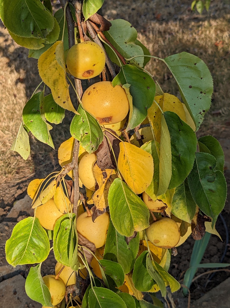 Asian pears