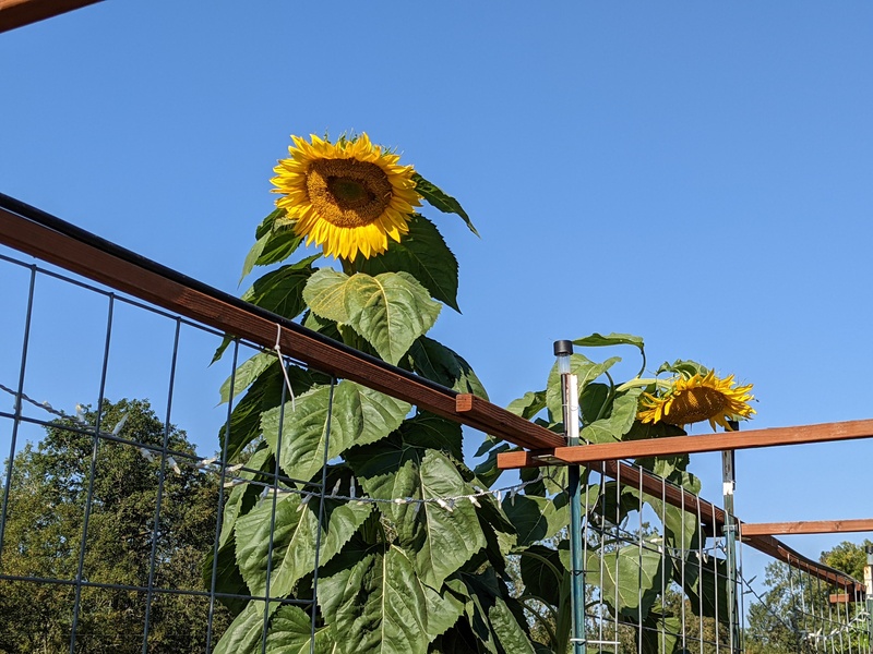 Sunflowers are tall.