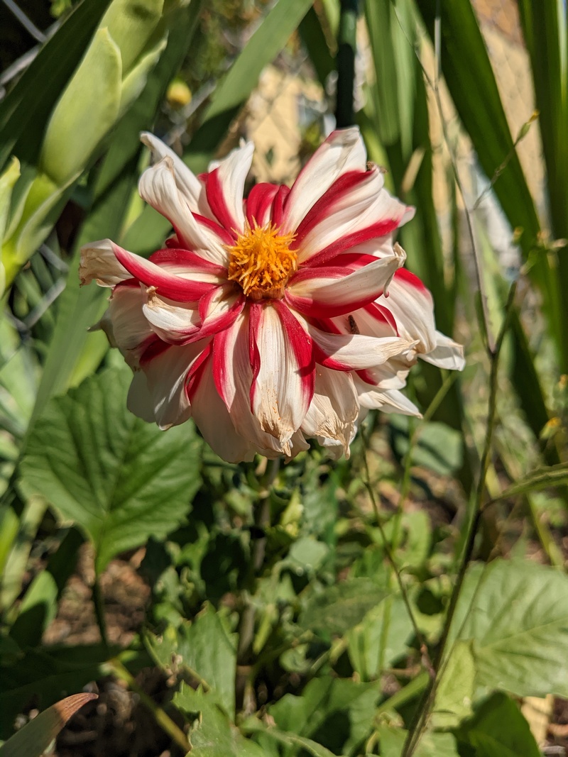 Dahlia