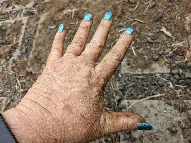 Lois's dirty hands after moving cattle panels and putting up the vines into the panels.