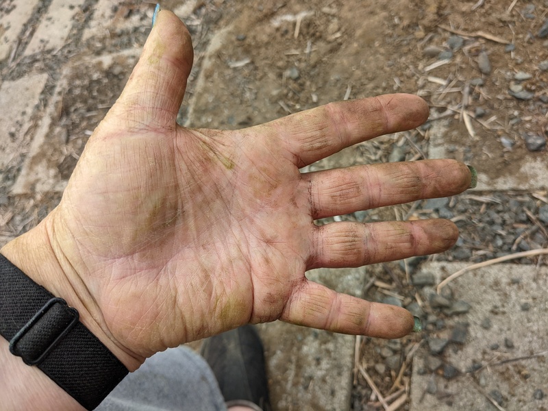 Lois's dirty hands after moving cattle panels and putting up the vines into the panels.