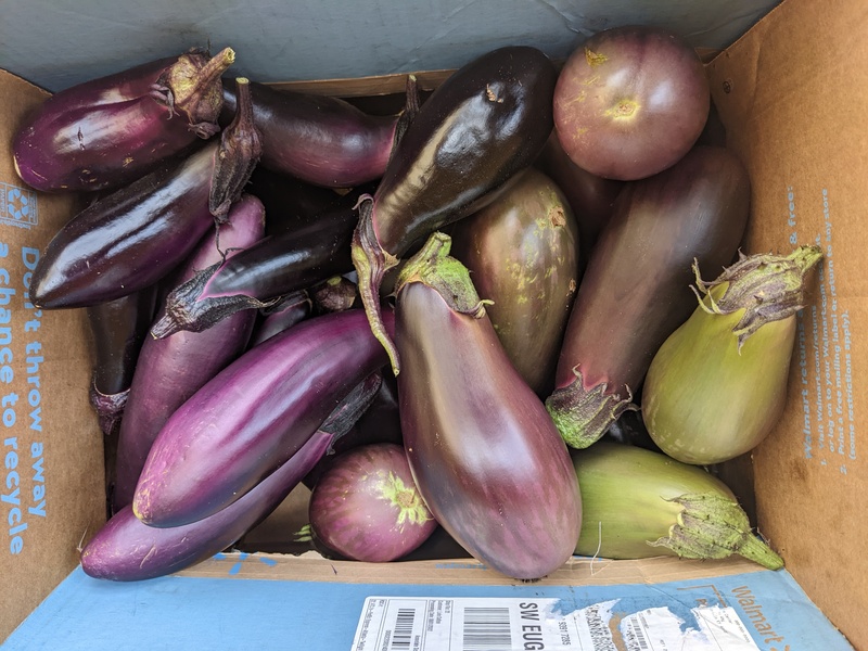 Eggplant harvest