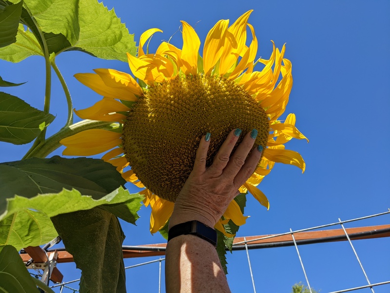 Lois trying to measure a sunflower.
