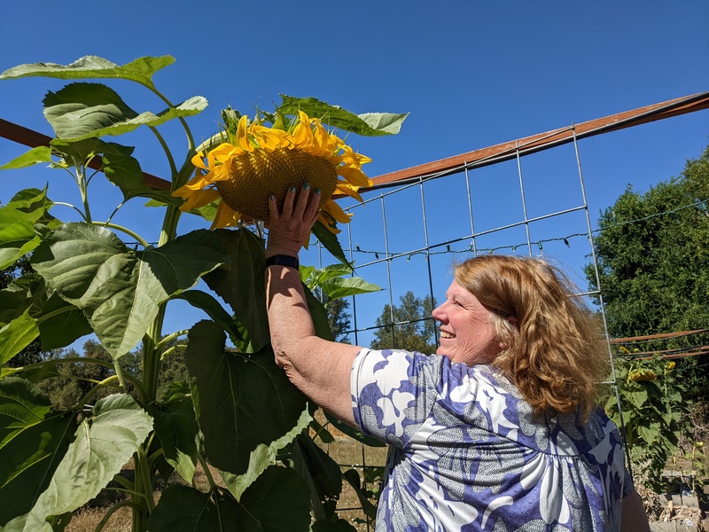 Lois standing on bricks to reach a sunflower.