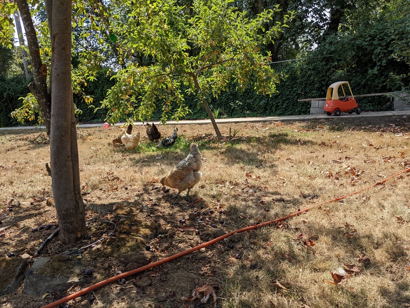 The chickens were hired to clean up all the fallen fruit.
