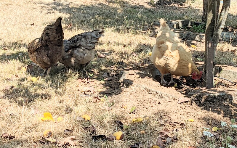 Chickens eating Asian pears.