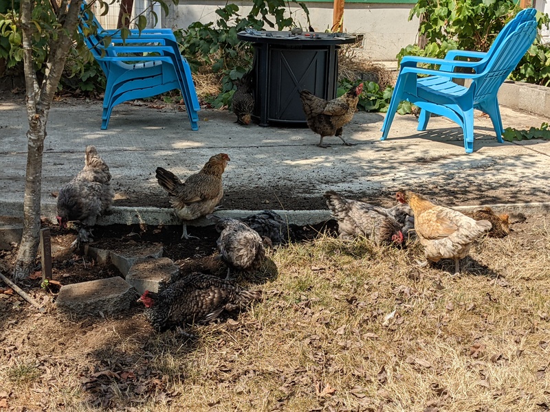 Chickens laying around in dust baths.