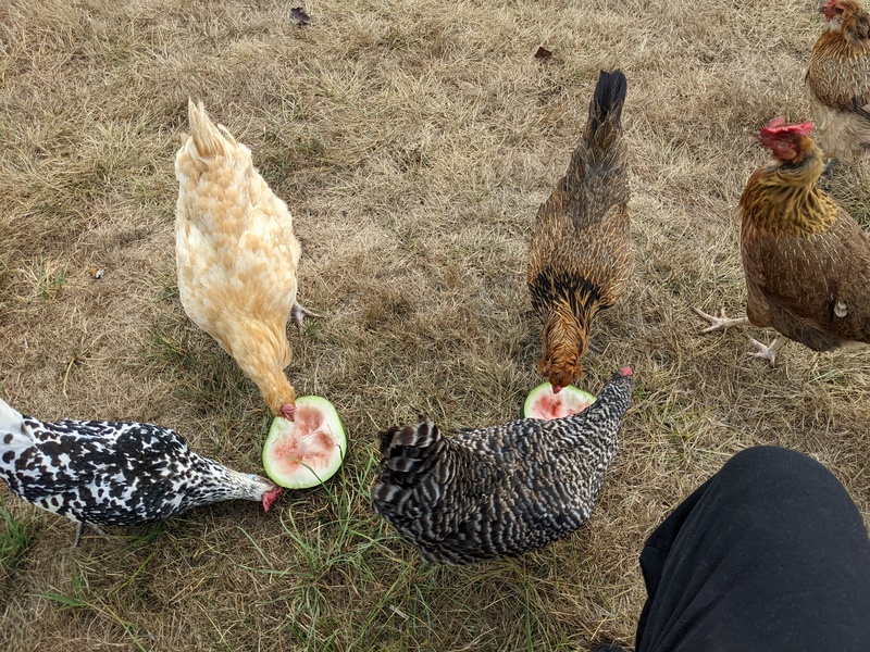 Chickens eating watermelon seeds and fruit.