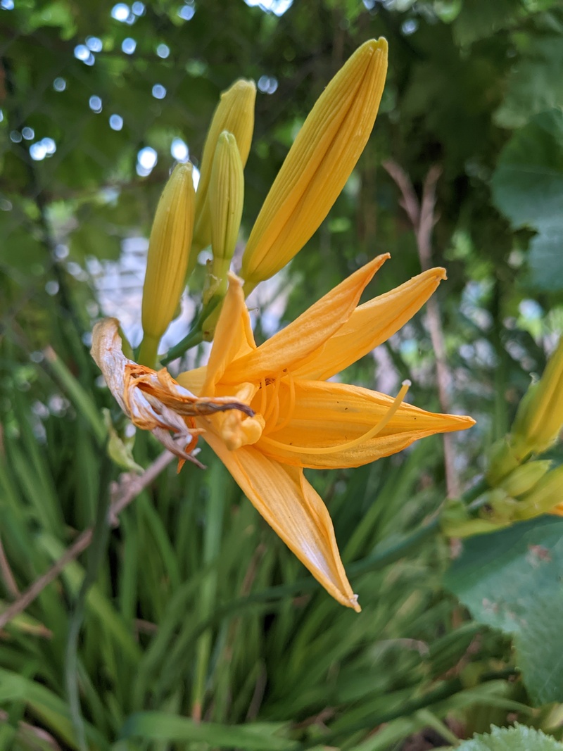 Yellow Lily