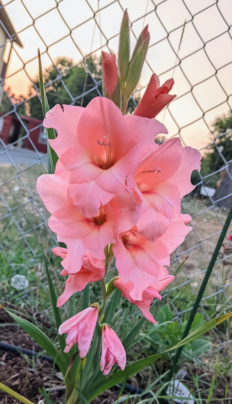 Pink gladiolas