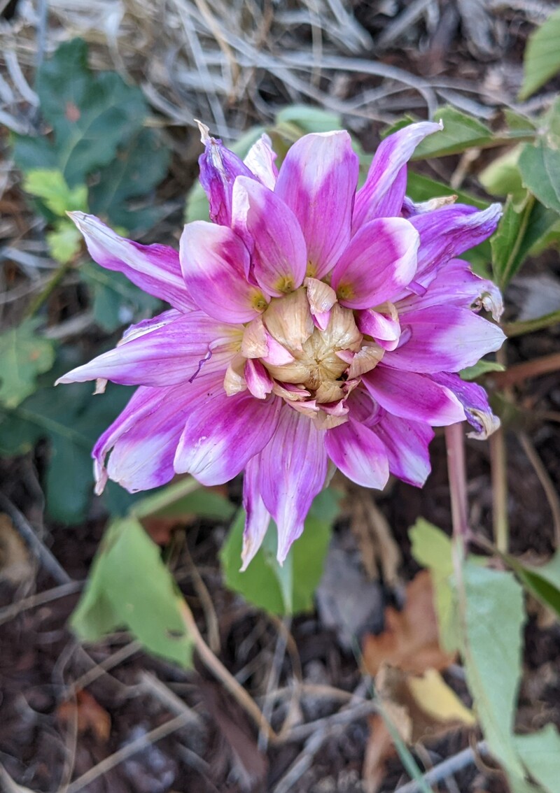 Dahlia