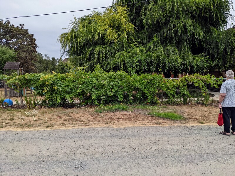 Don looking at how long the grapes have run.