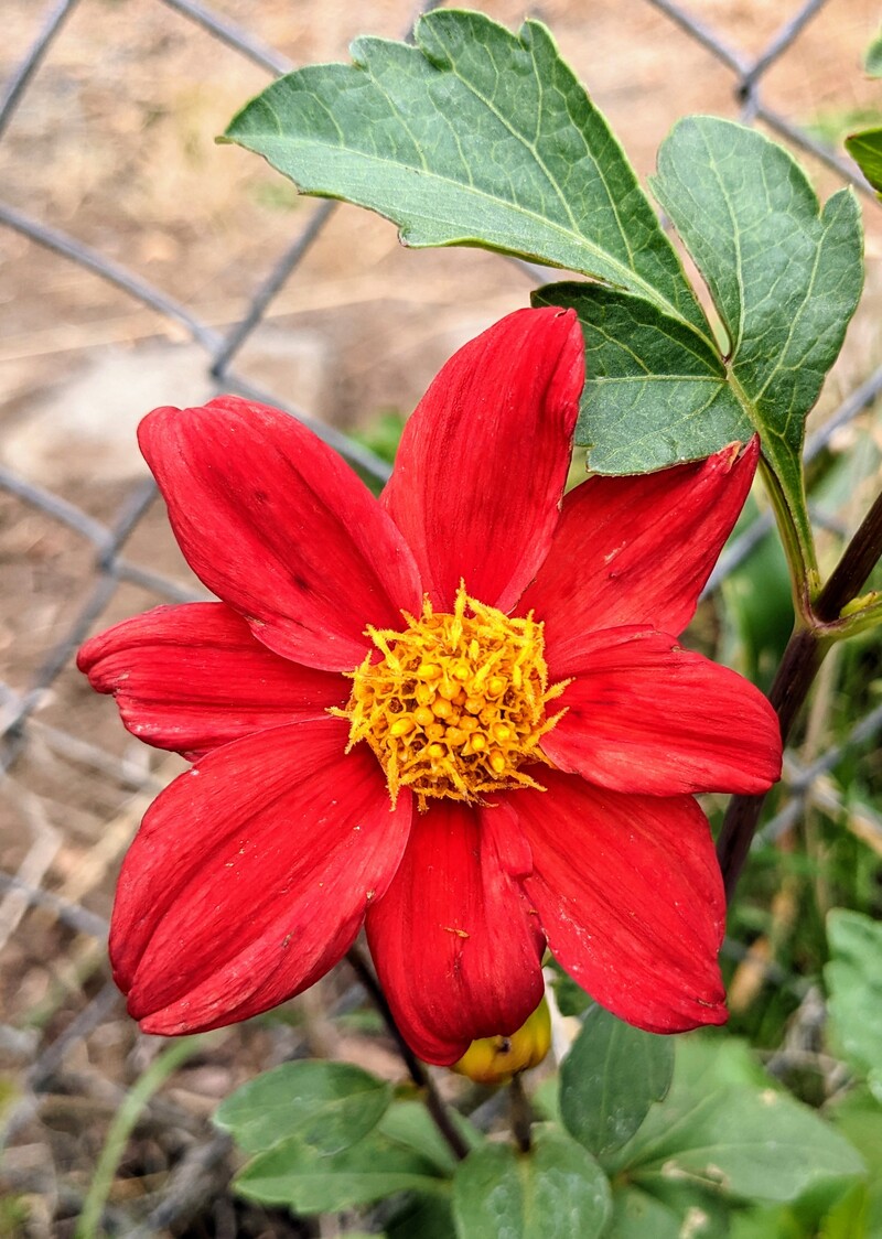 Dahlia