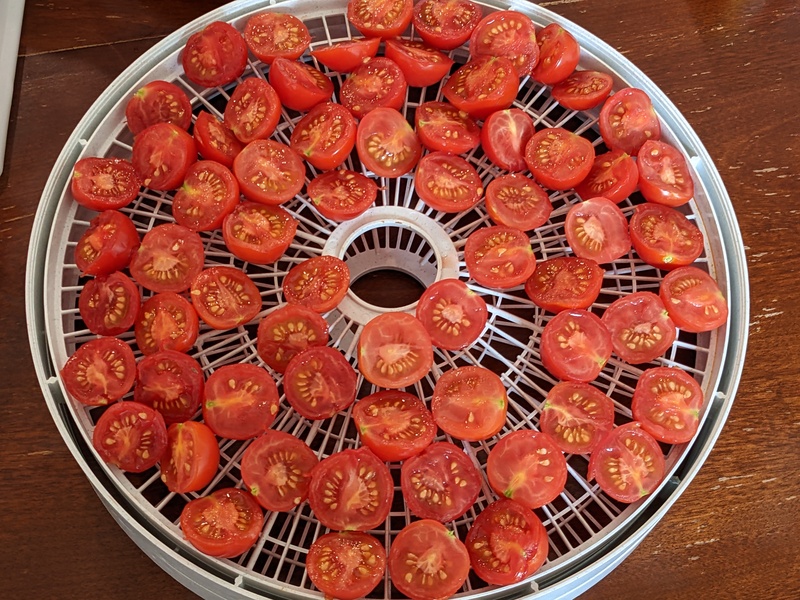 Drying red cherry tomatoes.