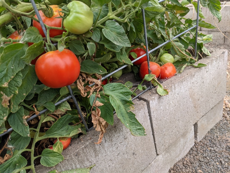 Super fantastic tomatoes are ripening fast.