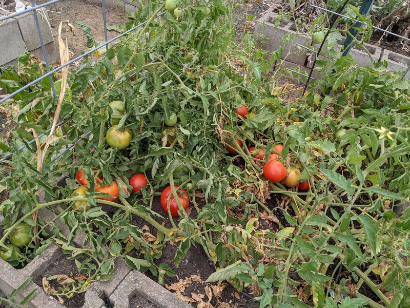 Willamette tomatoes are ripening fast.