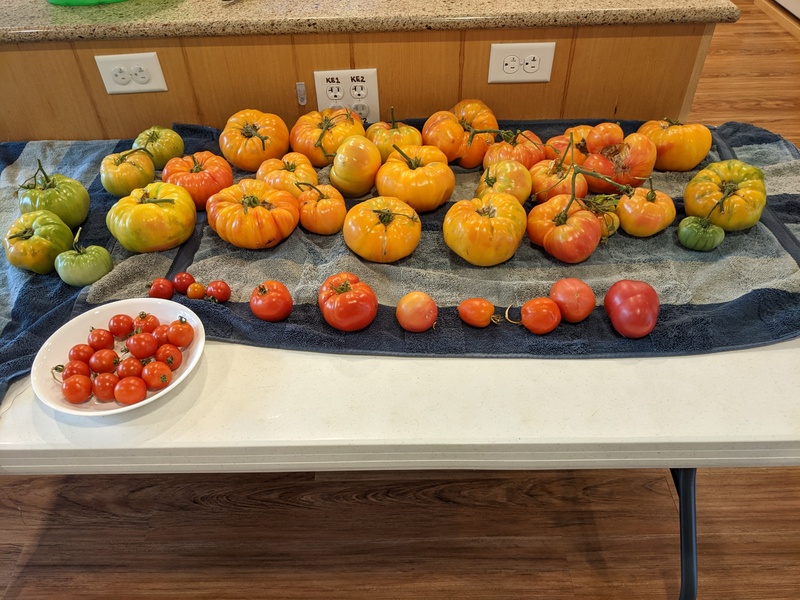 Here is one cell of pineapple tomatoes.