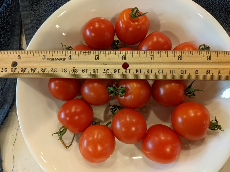 These cherry tomatoes are large at 1.25" across
