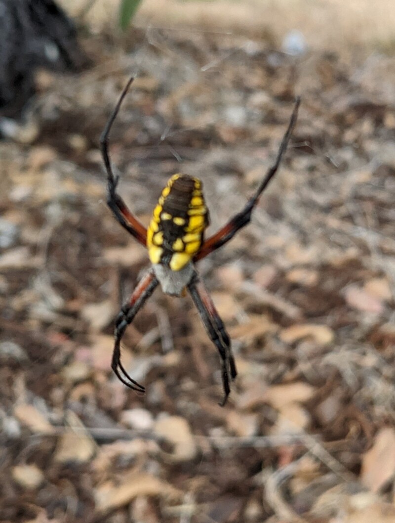A garden spider.