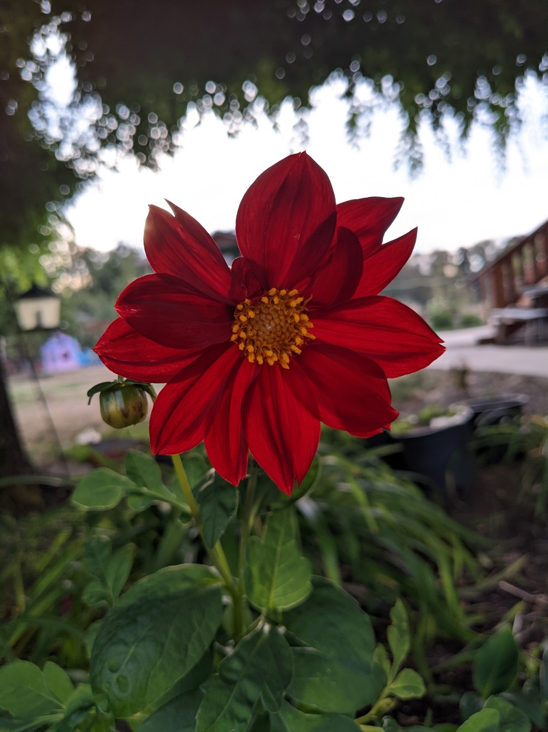 Dahlia