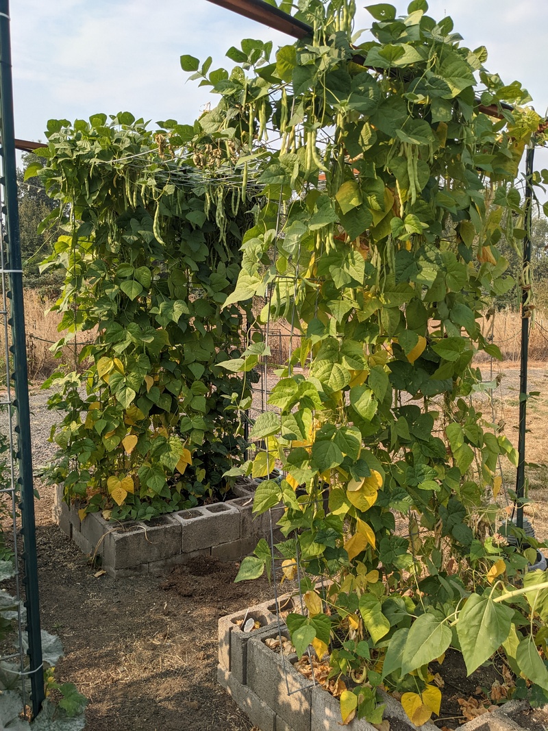 Blue lake green beans