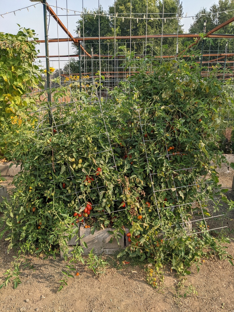 Juliet tomatoes and Sungold tomatoes