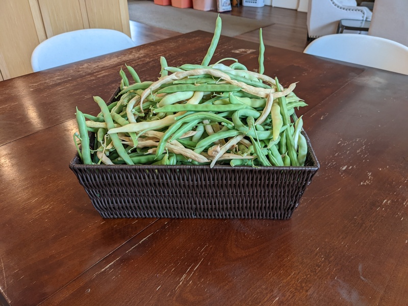 Picked beans that are probably too old since they weren't picked earlier.