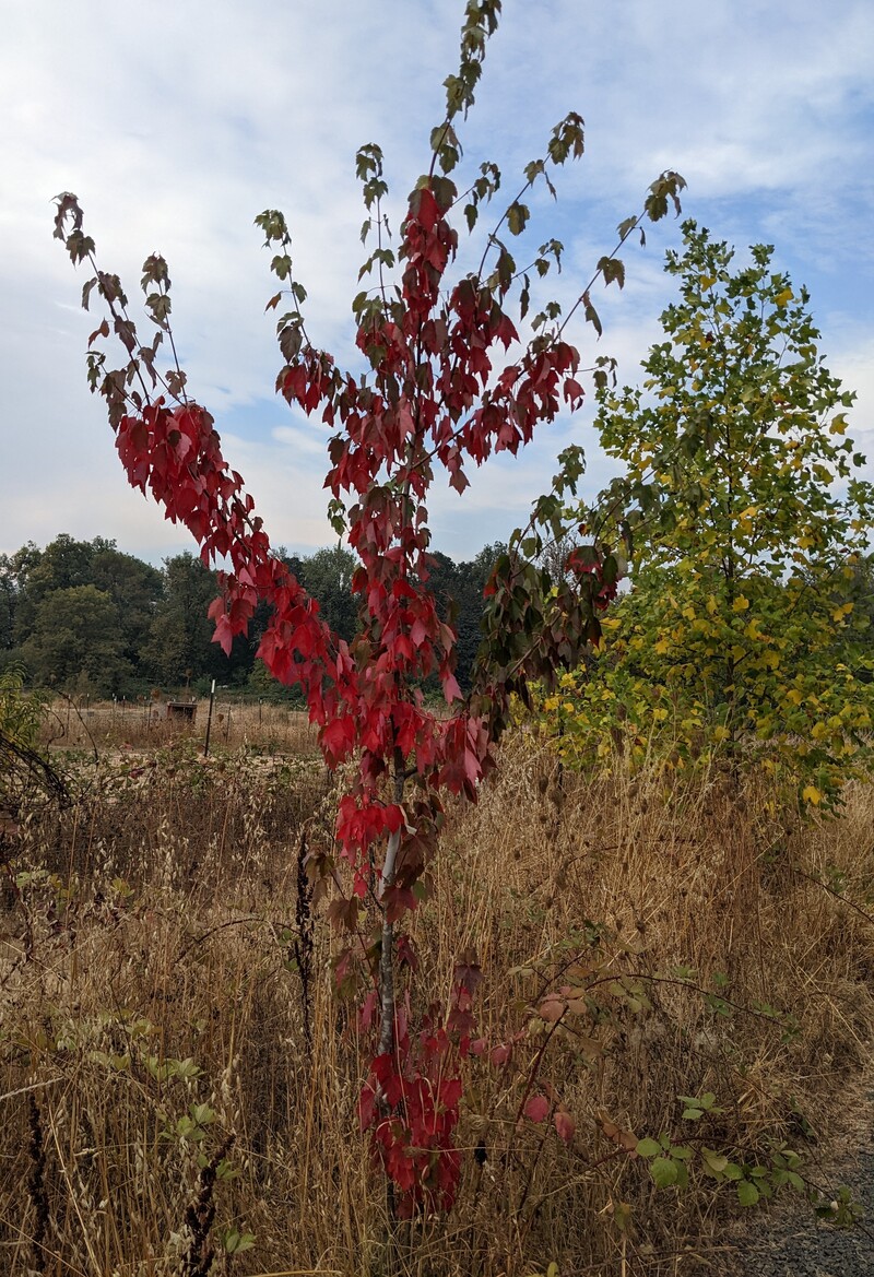 Trees turning. Fall is coming.