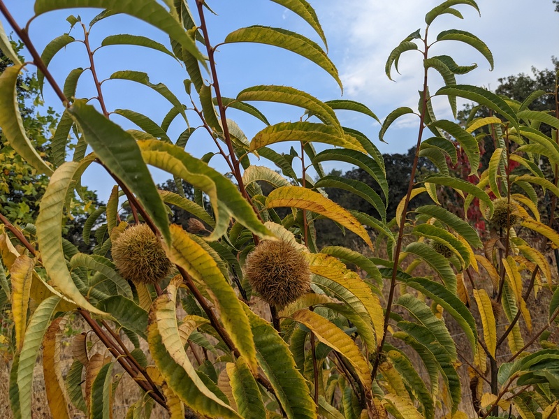 Chestnuts