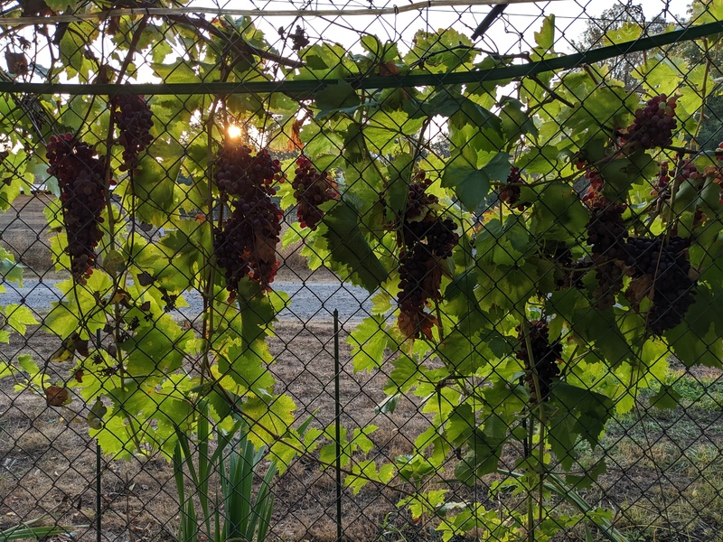 Grapes on the East fence. I wish they would ripen.