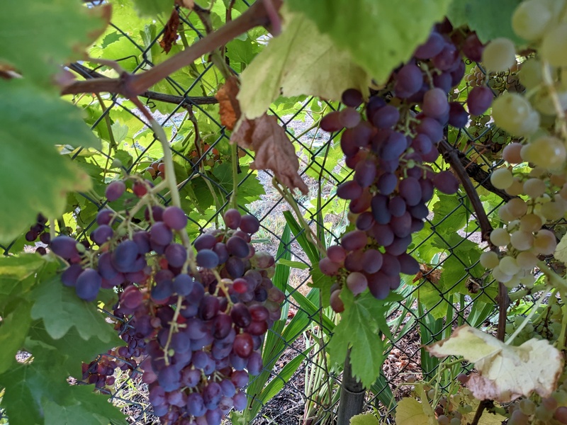 There are lots of bunches of grapes.