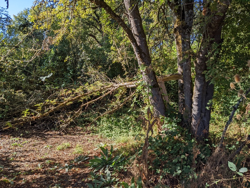 The branch in the Glen broke all the way.