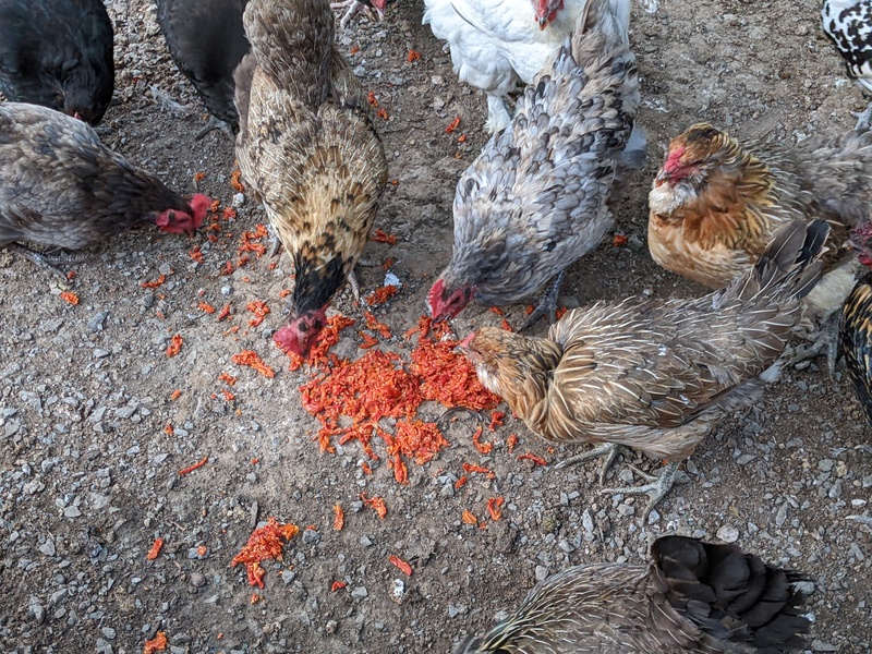 The chickens enjoying the tomato waste from the Victorio Strainer.