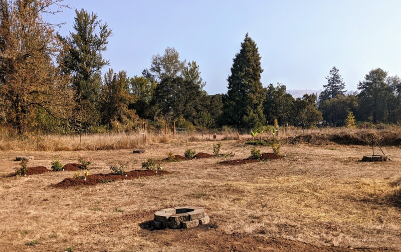 For gingko trees will surround the roses.