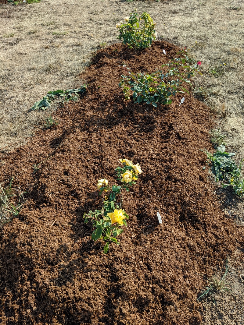 Joseph put bark around the rose bushes.